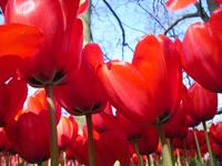Frühling im Keukenhof