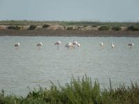 Donana Nationalpark - 10 Tage Radreise Andalusien entlang der Via Verde - Natur und Kultur in Spanien