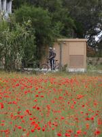 Mohn, egal!