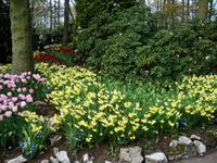 Keukenhof