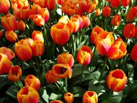 Keukenhof