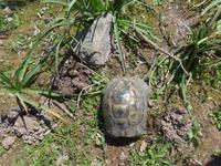 Lesbos, Nordküstenwanderung, Landschildkröte