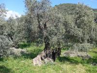 Lesbos, uralter Olivenbaum