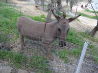 Lesbos, Hotel Olive Grove