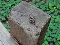 Muir Woods Nationalpark - Zapfen des Küstenmammutbaumes