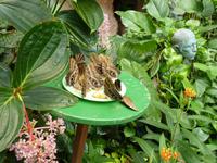  Bananenfalter (Caligo eurilochus