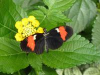 Schmettelingshaus im Burggarten