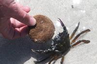 Krebs am Strand von Porto Vecchio