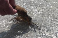 Krebs am Strand von Porto Vecchio