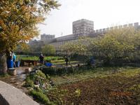 Istanbul - Stadtmauer und Landwirtschaft im Graben
