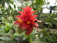 Schmetterlingsgarten in Grevenmacher