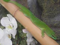 Schmetterlingsgarten in Grevenmacher