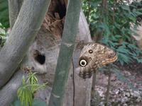 Schmetterlingsgarten in Grevenmacher