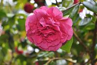 Kamelie, Mount Edgcumbe