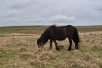 Dartmoor