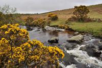 Dartmoor, River Plym