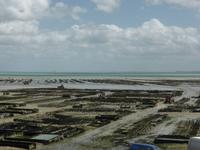 Cancale - Austernbänke in Bucht
