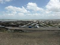 Cancale - Austernbänke in Bucht