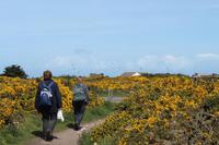Auf Jersey, während der Wanderung zum Corbiere Leuchtturm