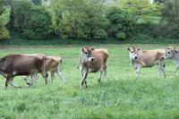 neugierige Jersey Kühe