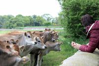 neugierige Jersey Kühe