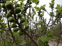 Feigenbaum