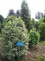 Besuch einer Kameliengärtnerei