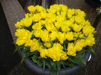 Keukenhof