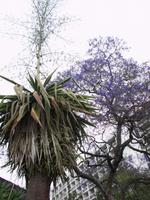 Straßenbild Funchal 
