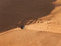 05_Namib Naukluft Nationalpark (19)