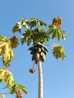 09_ZÜ Gartenidylle Damara Mopane Lodge (3)