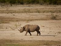 10_Etopha Nationalpark (2)