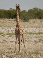 11_Tiere im Etosha Nationalpark (13)