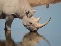 12_Tiere im Etosha Nationalpark (5)