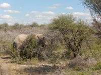 12_Tiere im Etosha Nationalpark (8)
