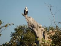 14_Safari im Boot und Jeep (3)