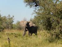 14_Safari im Boot und Jeep (4)