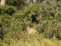 14_Safari im Boot und Jeep (5)
