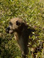 14_Safari im Boot und Jeep (7)