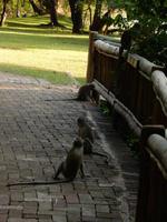 16_ZÜ in Kasane, Chobe Safari Lodge (1)