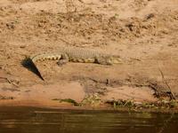 17_Botswana Chobe Nationalpark (11)
