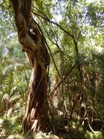 18_Simbabwe Viktoriafälle (5)