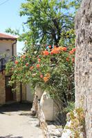 Kreta - im Dorf Krasi