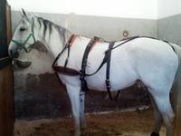 71_Lipica