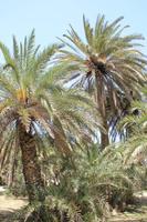 Kreta - Palmenstrand