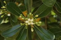 Kreta - Jasmin in Gortys