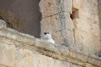 Kreta - Kloster Arkadi