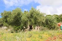 Kreta - Alter Olivenbaum