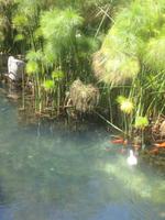 117. An der Arethusa-Quelle - Sizilien 10-17.5.15