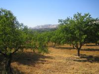 180. Agrigento - Sizilien 10-17.5.15